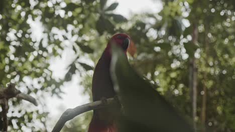 Hermoso-Loro-Eclectus-Hembra-Rojo-Sentado-En-El-árbol