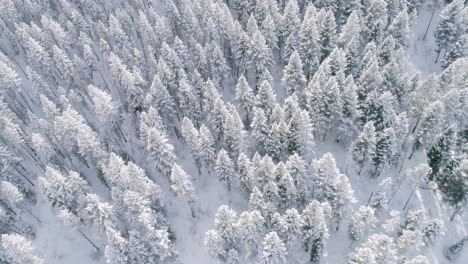 Antena-Sobre-Bosque-Helado-De-Nieve-En-Montana,-Ee.uu.