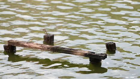 Superficie-De-Primer-Plano-De-Agua-Clara-Con-Pequeñas-Ondas-En-El-Lago