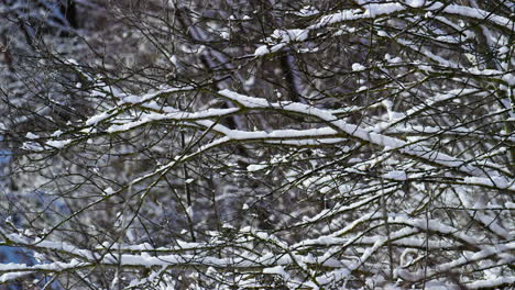 Las-Ramas-De-Los-árboles-Desnudos-Y-Nevados-Del-Clima-Invernal-Helado-Se-Cierran.-Paisaje-Invernal.