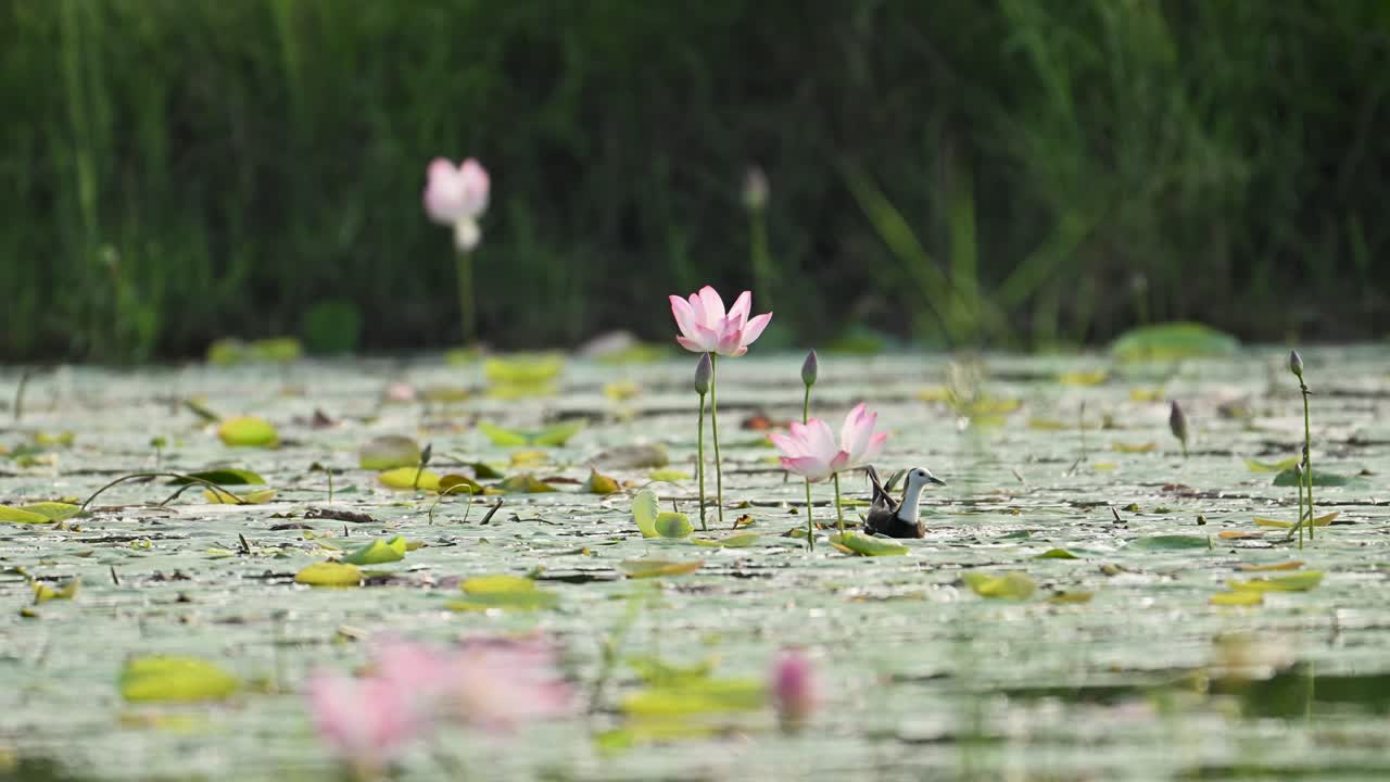 A Pheasant-tailed Jacana feeds gently among blooming pink lily flowers, beautifully backlit by natural morning light in a tranquil wetland scene
