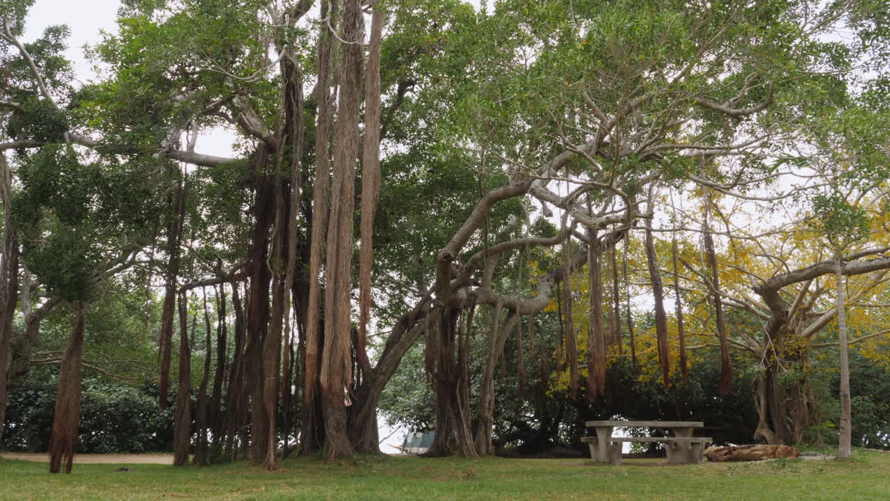 Trucking shot past large Banyan trees and lianas in Grande Terre, New Caledonia