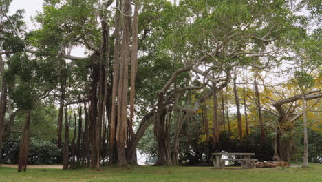 Trucking-shot-past-large-Banyan-trees-and-lianas-in-Grande-Terre,-New-Caledonia