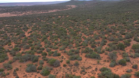 Aerial-back-traveling-over-a-giraffe-in-the-wild-South-Africa-cloudy-day