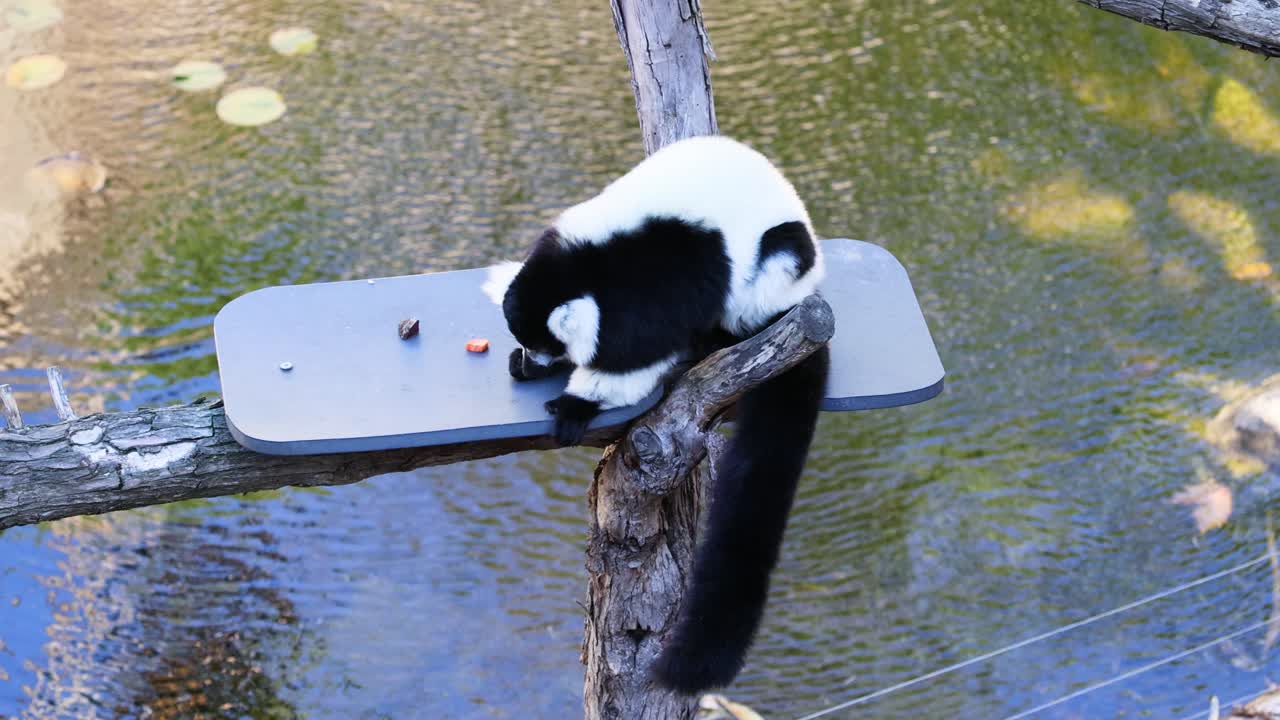 lemur comiendo comida en una plataforma
