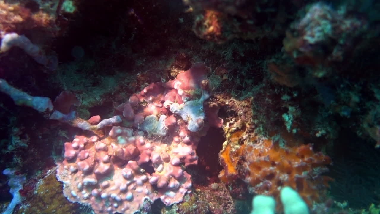 Encrusting sponges and Halimeda seaweed on a coral reef.