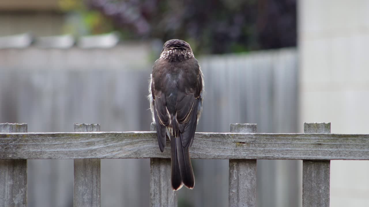 Juvenile Grey Butcherbird Close Up Perched On Wooden Fence Trellis In Garden, Daytime Maffra, Gippsland, Victoria, Australia