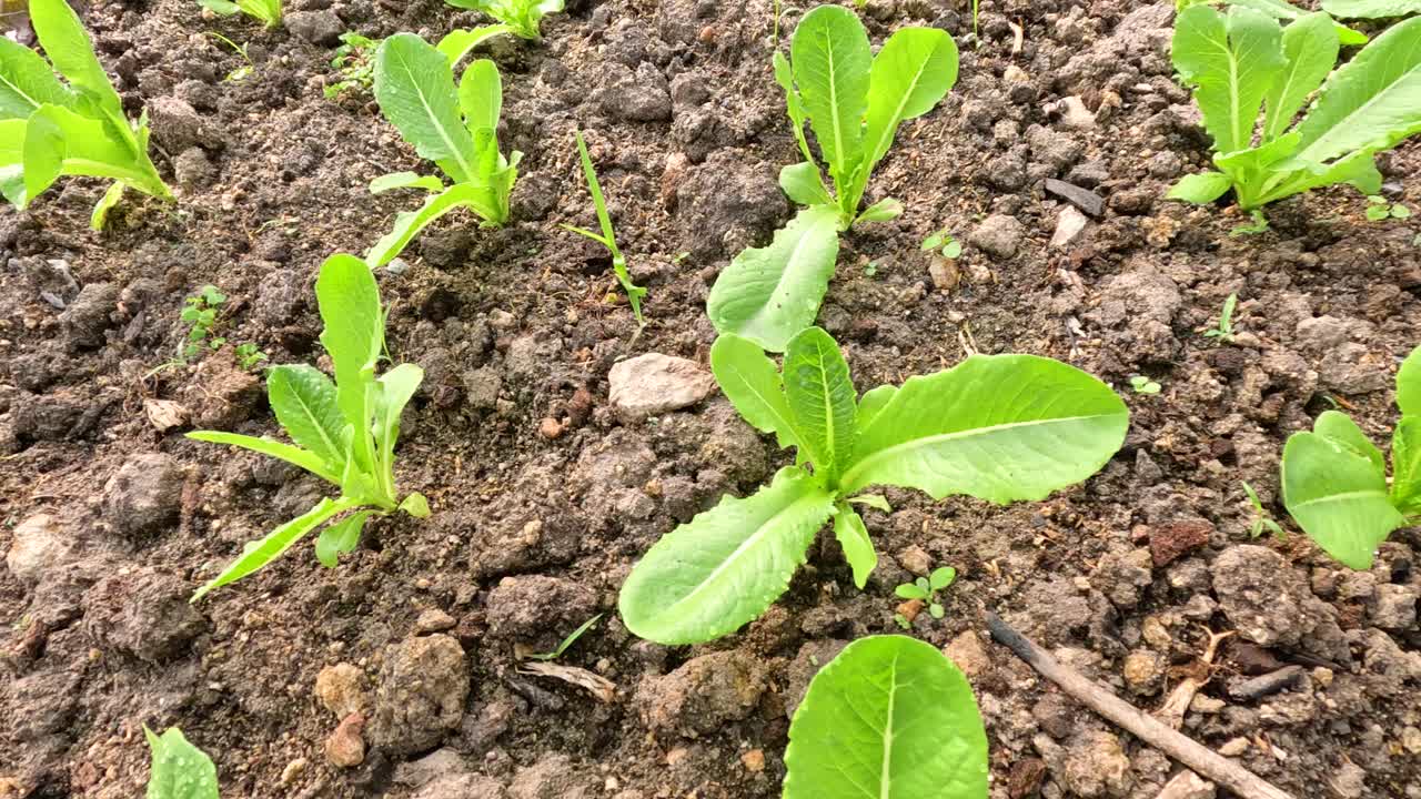 Giovani piante di lattuga che germogliano nel terreno coltivato