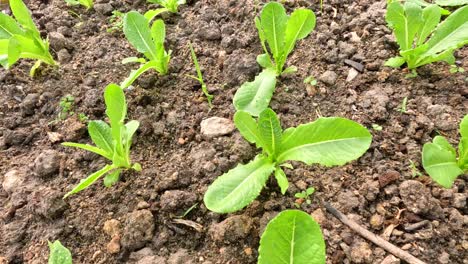 plantas jóvenes de lechuga que germinan en suelo cultivado