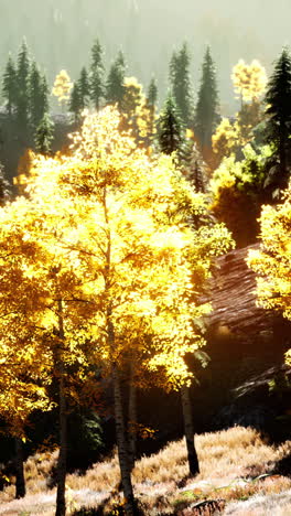 golden autumn forest