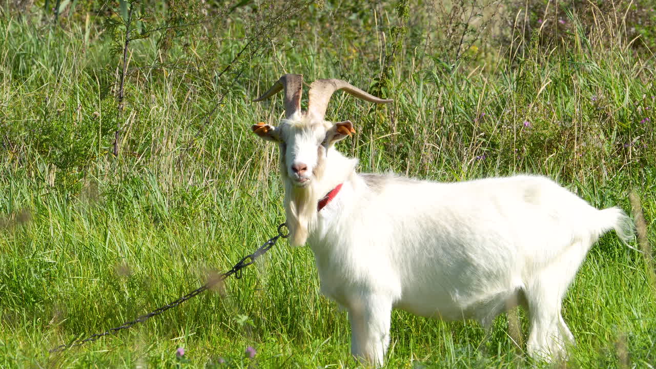 울창한 초록색 에 인 염소, 카메라를 바라보며, 구부러진 과 빨간 목걸이가 한 특징을 강조합니다.