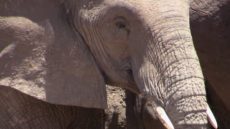 Portrait-of-female-African-elephant-covered-with-dry-mud