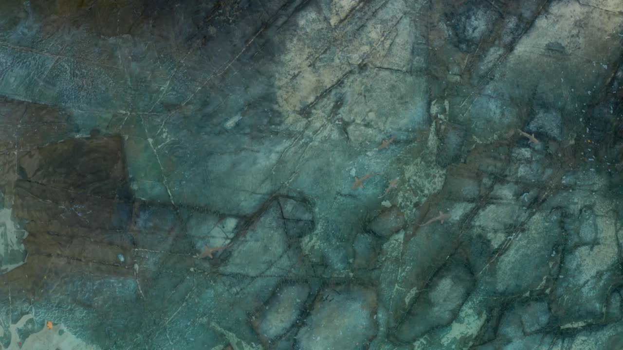 vista superior de los tiburones de punta negra nadando en el agua clara del mar en fiji - toma aérea