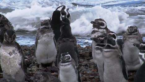 grupo de jóvenes pingüinos magallánicos parados en los guijarros de la playa, olas marinas en el fondo
