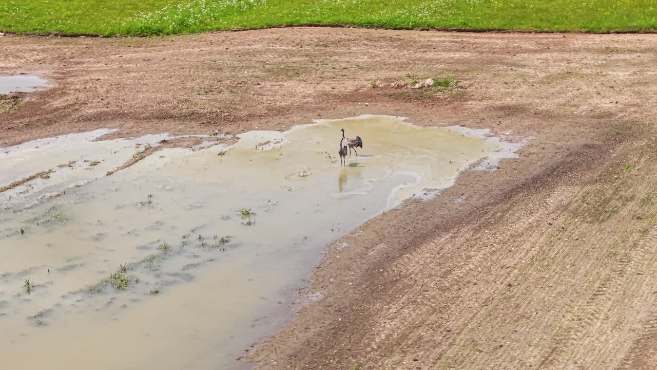 Two cranes standing in a muddy puddle on a cloudy day in a quiet open field