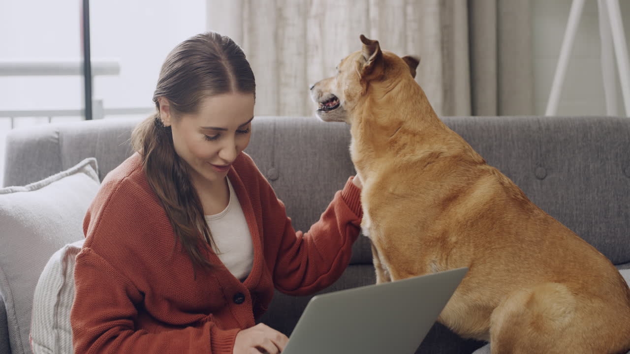 Caring, loving and patient dog owner browsing