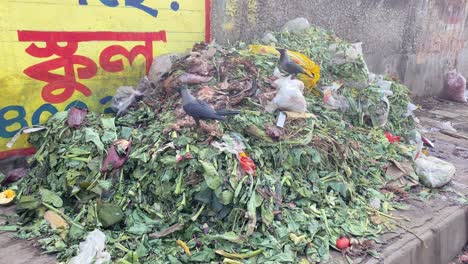 Crows-eating-from-street-side-vegetable-waste-heap,-famine-concept