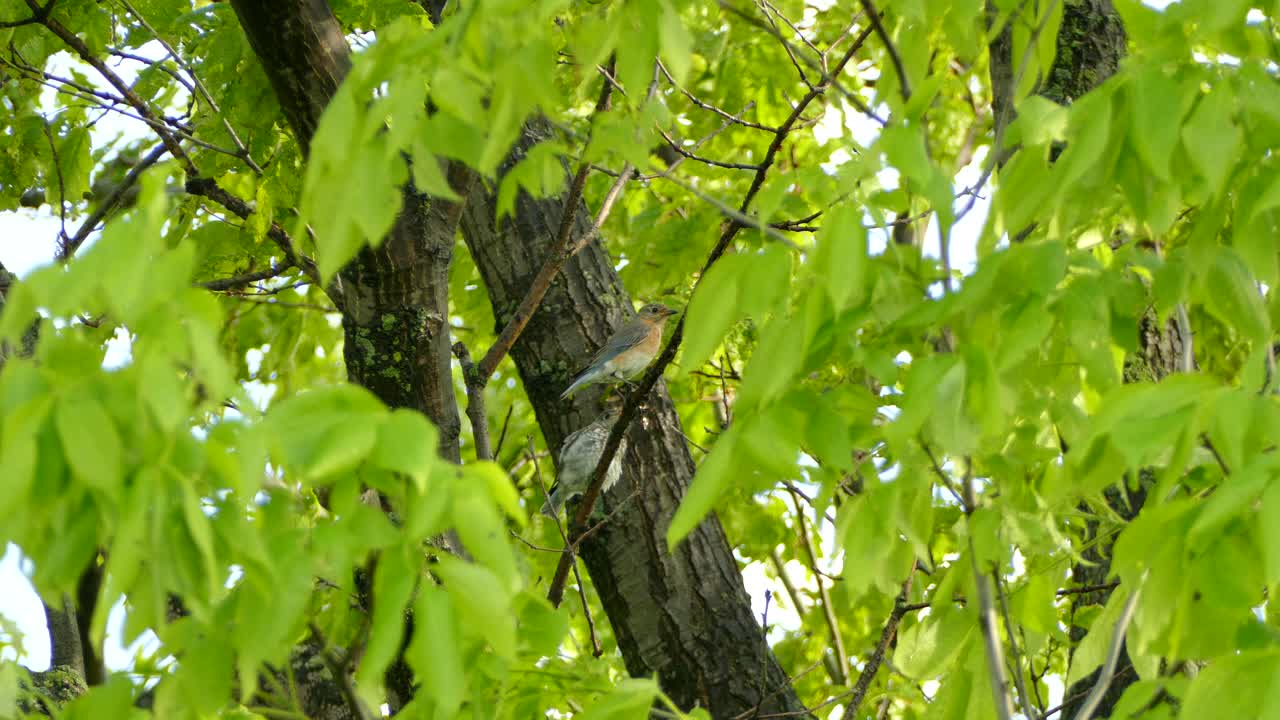Juvenile East mountain bluebird perched on branch in green leafy tree on a warm summers day