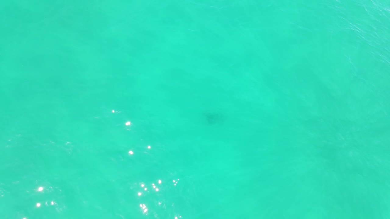 agua azul turquesa brillante del océano en verano - palm beach - costa dorada, qld, australia