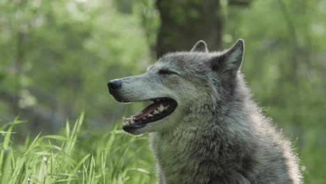 a gray wolf licks its nose while standing in a sunlit forest clearing, surrounded by tall green grass and trees in the background