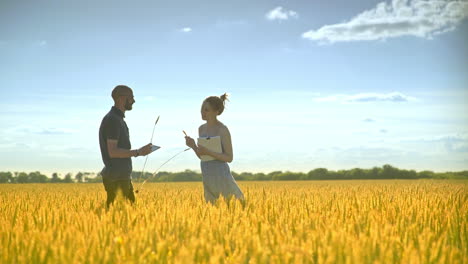 agriculture engineering. agriculture researchers working in wheat field