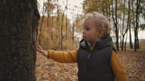 little child is exploring nature in autumn forest during weekend walk touching bark of tree portrait shot of curious toddler in woodland at autumn day