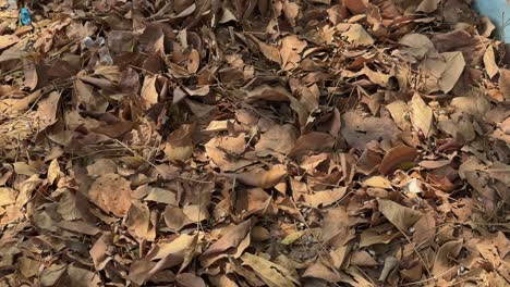closeup of dried leaves scattered on the ground, as leaves decompose, they release nutrients back into the soil, benefiting plants and improving soil structure.