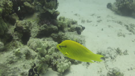 Napoleón-De-Mandíbula-En-El-Arrecife-De-Coral-Del-Mar-Rojo,-Preparándose-Para-Cazar-Una-Comida-Y-Agrandando-Su-Mandíbula-4k