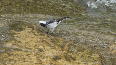 white wagtail bird eats algae in shallow fresh water stream in japan