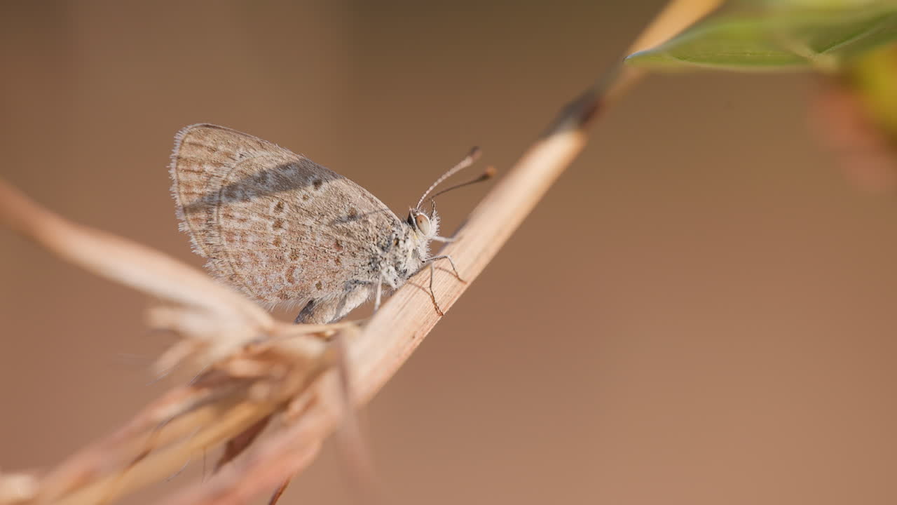 Delicada mariposa azul aferrada a una brizna de hierba para calentarse con la luz de la mañana durante un día ventoso.