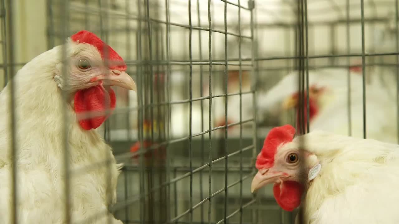 Primo piano di galline bianche e galli dal pettine rosso che sbirciano attraverso la rete di una gabbia metallica in un allevamento di pollame, interno dettagliato di una struttura di allevamento intensivo.