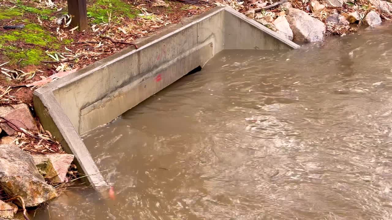 The raw power of nature as murky creek water rapidly flows past a concrete culvert after heavy rainfall. This dynamic footage is perfect for environmental, weather, or natural disaster projects