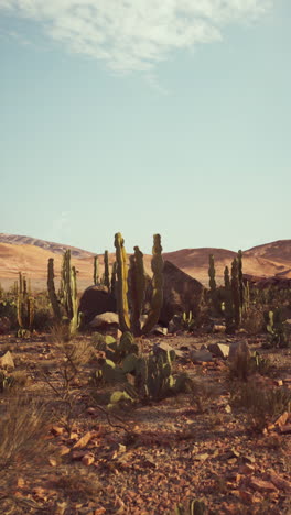 paisaje de cactus del desierto