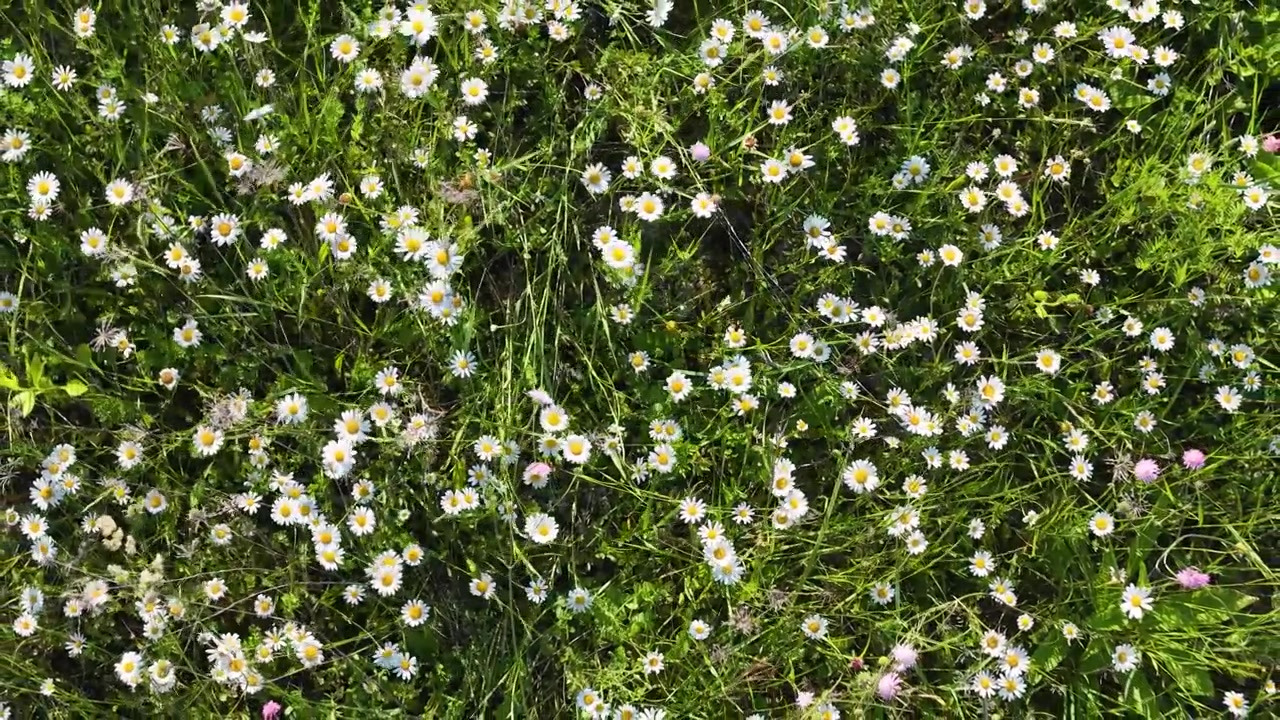 Overhead static shot of white wildflowers blooming in lush green grass under bright daylight.