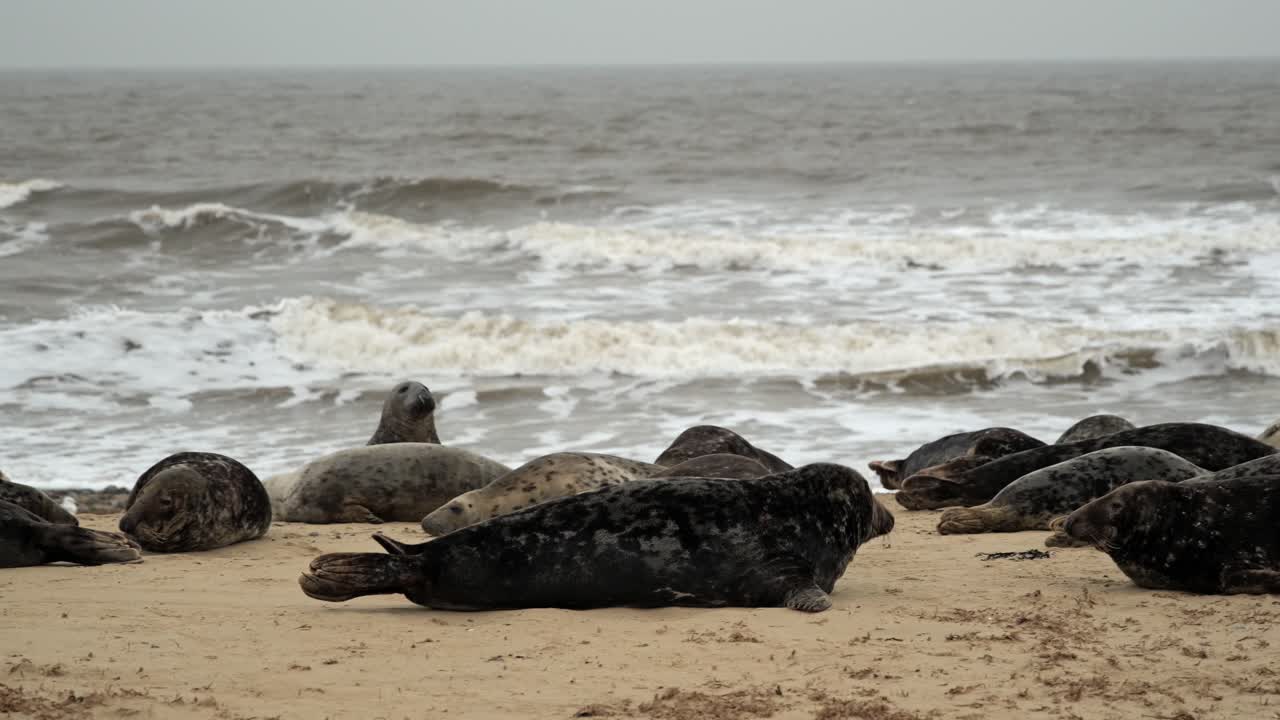 Close-up shot of seals crawling and resting on the beach near foamy waves.