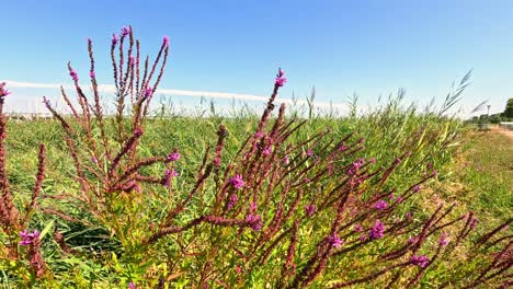 beendeckung von lebendigen loosestrife-blüten in frankreich