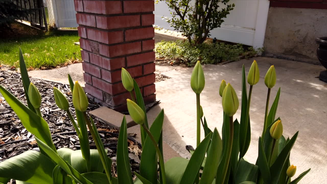 De lente breekt aan en een groep onontdekte tulpen groeit en beweegt naar de zon, versneld weergegeven in een time-lapse.