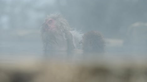 In a peaceful moment of relaxation, a mother snow monkey sits contentedly in a foggy onsen as her baby gently grooms her.