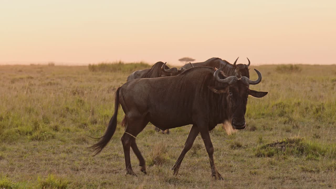 Slow Motion of African Wildlife Safari Animals of Wildebeest Herd on Great Migration in Africa between Masai Mara in Kenya and Serengeti in Tanzania in Orange Sunset in Maasai Mara