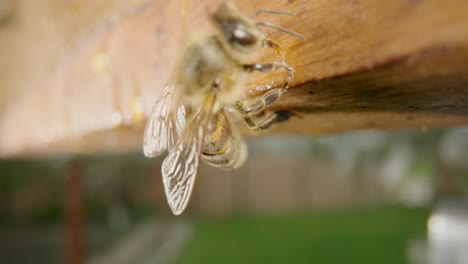 honeybee on a wooden frame in a beehive