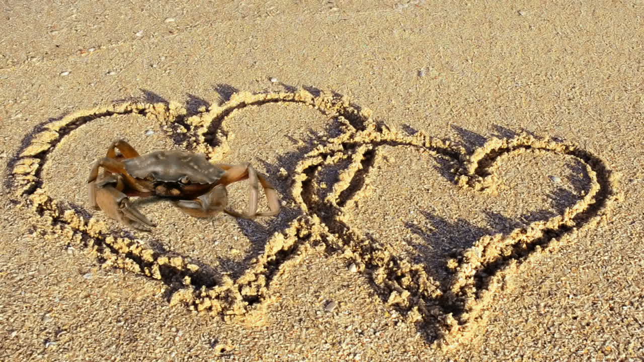Caranguejo e o desenho na areia, na praia. O desenho de um coração na areia