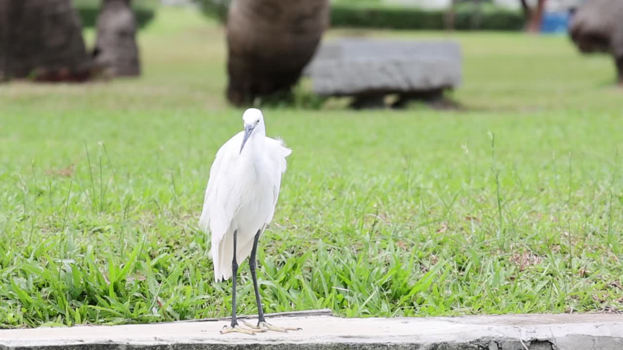 白いシラサギがコンクリートの縁石の上に静止しており、背景には緑の草が写っています。