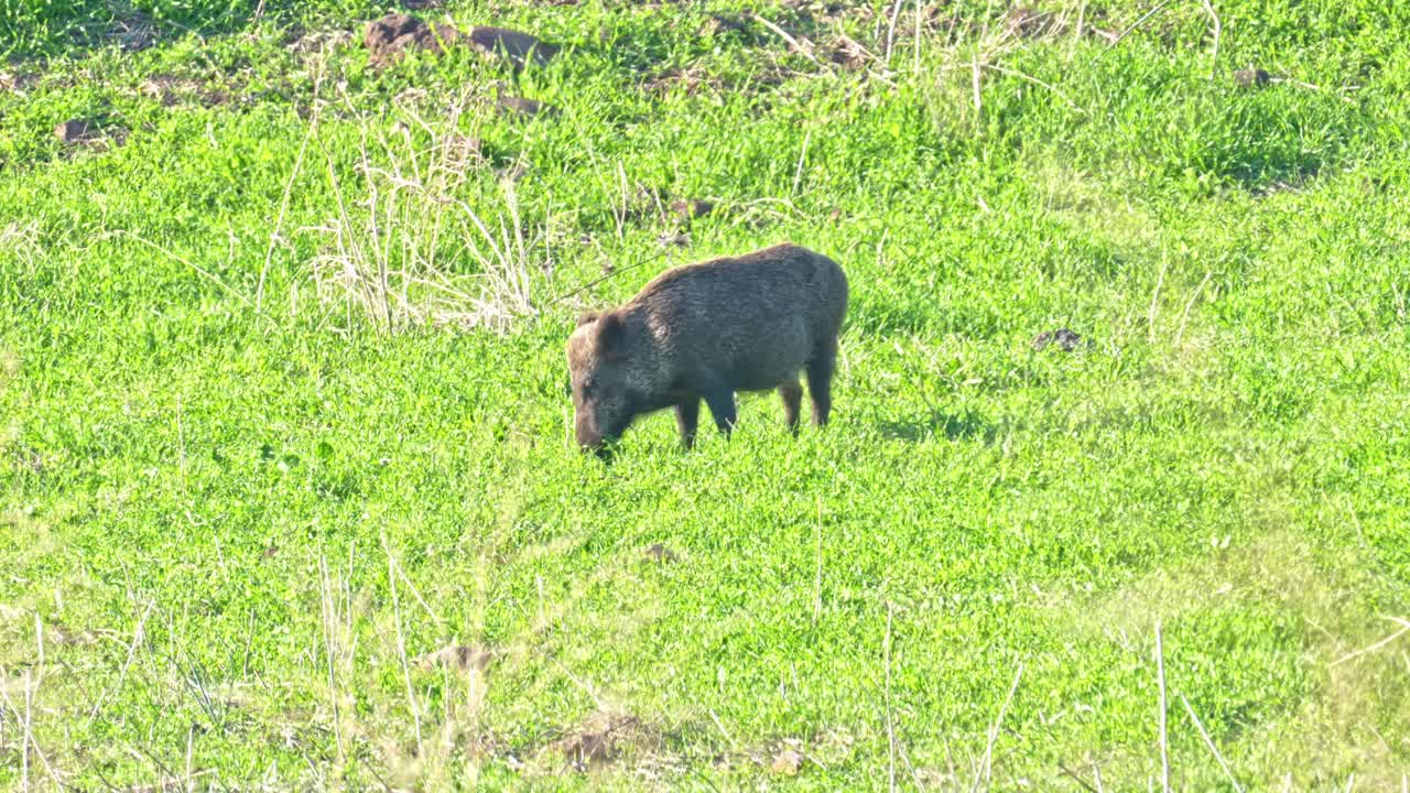 young wild boar grazing on fresh grass in spring in the Golan Heights