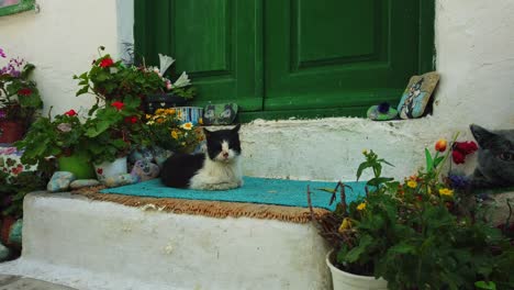 Katze-Entspannt-Vor-Der-Haustür-Auf-Der-Insel-Mykonos,-Griechenland