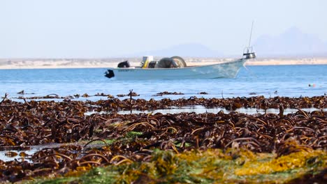 Fishing-boat-rocks-on-open-ocean-behind-kelp-forest-meadow,-mexico