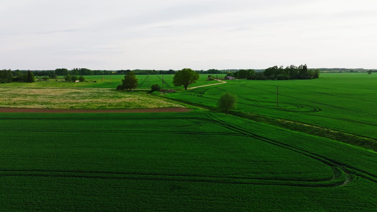 Drone zips low over spring fields before climbing above an oak tree, 4K, Latvia