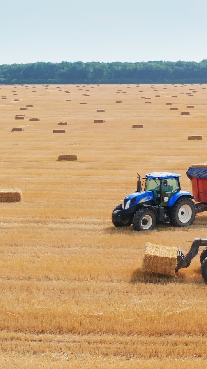 Loaded tractor machine moves along the mowed field. Little loader vehicle follows it to upload the haystack. Beautiful scenery backdrop. Vertical video