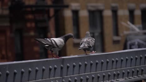 pigeons walking in 180 fps slow motion on the rail of the high line, chelsea, manhattan, new york city