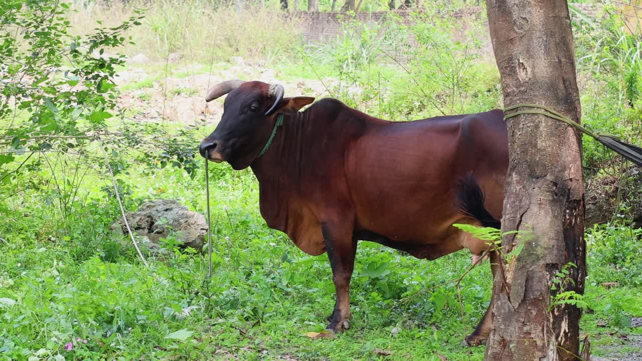 vaca marrón moviéndose y pastando en un campo verde