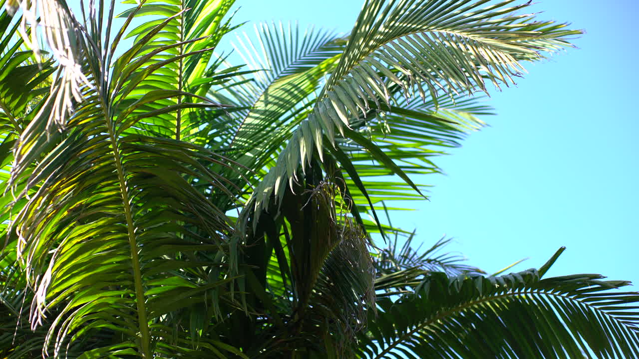 las hojas de palmera se mecen en la brisa contra el cielo azul